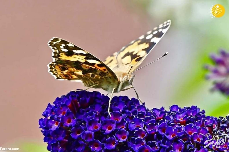 تصاویر منتخب حیات وحش در یک هفته